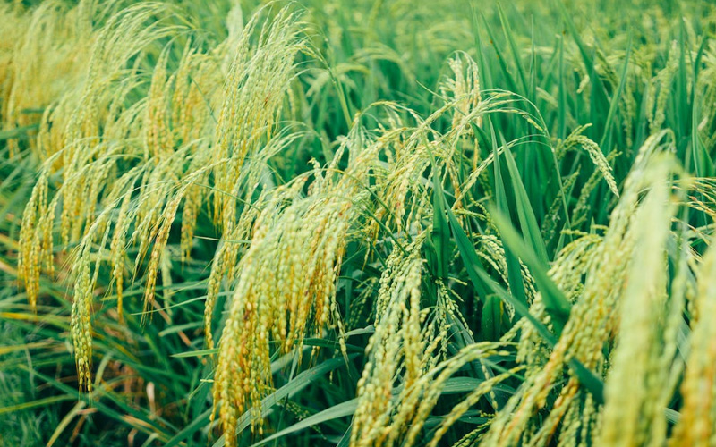 40%  Bispyribac-Sodium  SC