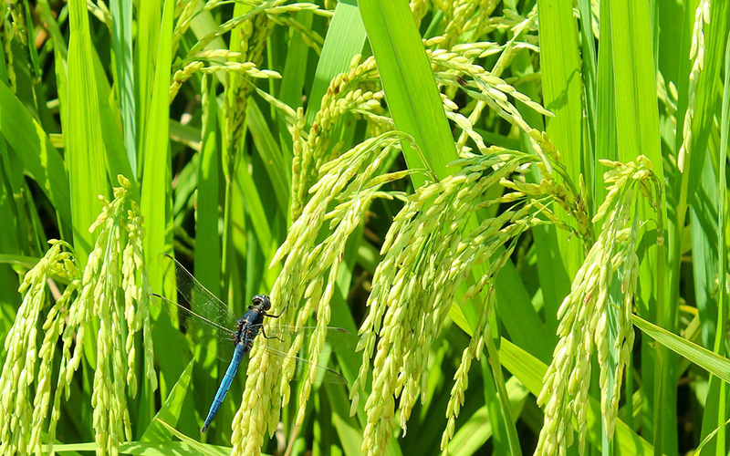 2.5% pentafluorosulfochlor OD