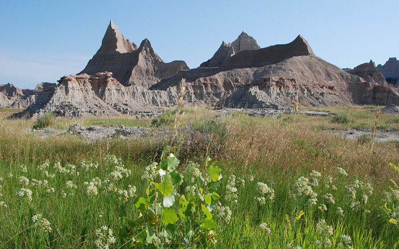 8% Fluroxypyr +8% Picloram ME