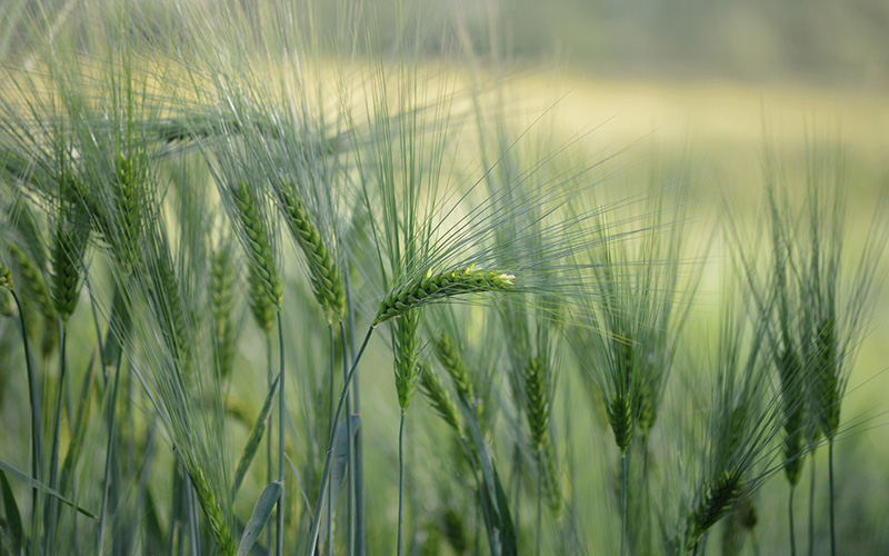 5% Pinoxaden +  1.25% Detoxine EC