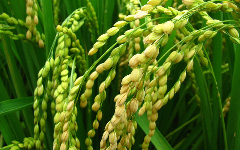 Haloxyfop-R-Methyl 108g/l EC